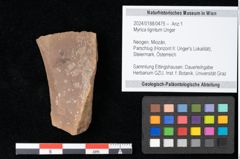 Foto (Objekt + Etikett) von Myrica lignitum Unger (NHMW-GEO-2024-0188-0475)